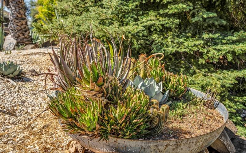 Large Cacti Bowls