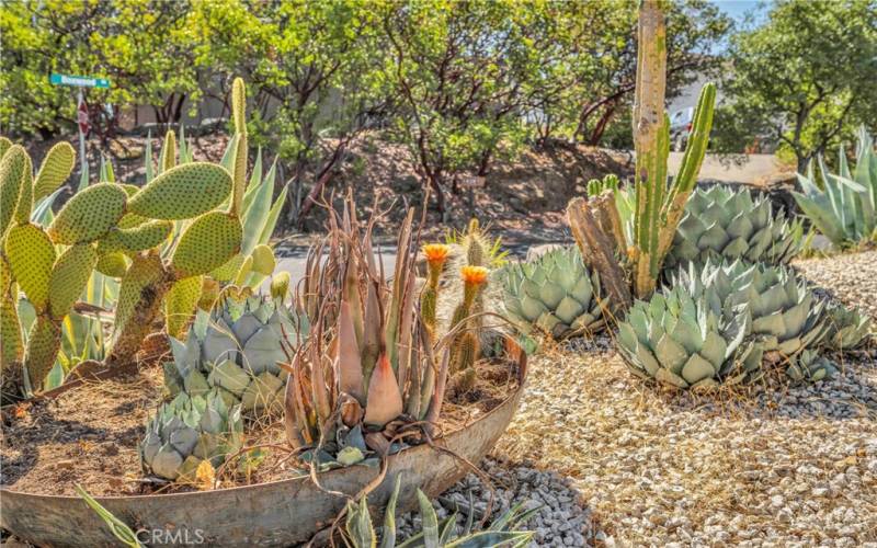 Queen Victoria and Flowering Cacti