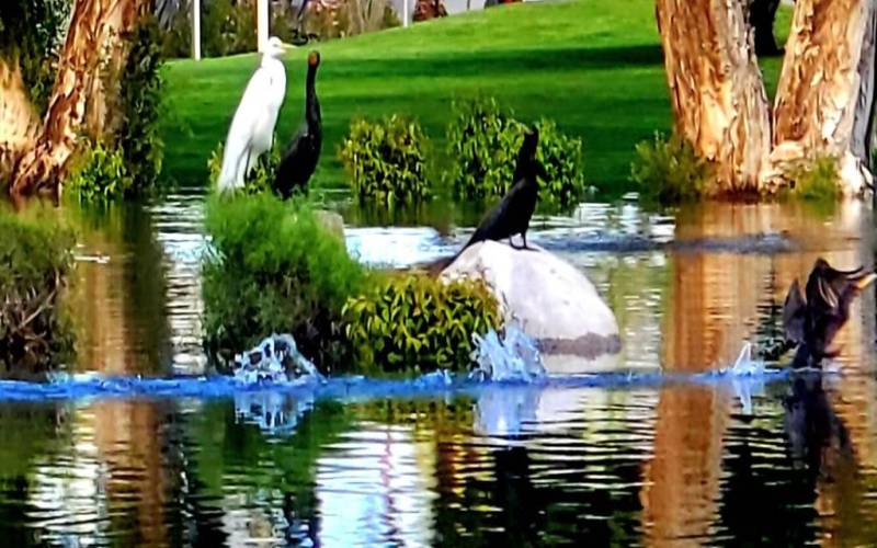 Egrets and others