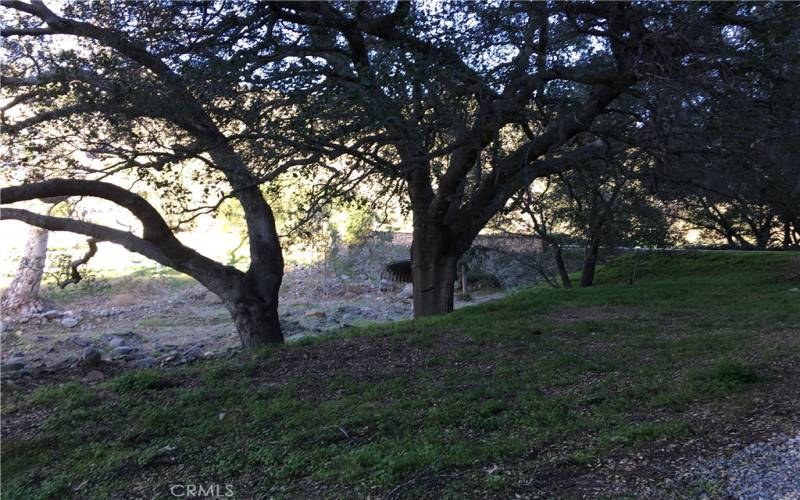 200+ year old oaks