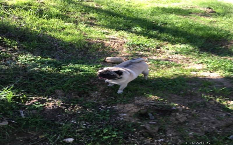 Pugs enjoying playing in the creek.