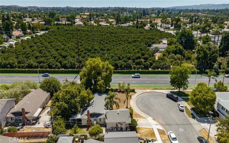 Neighboring Orange Groves.