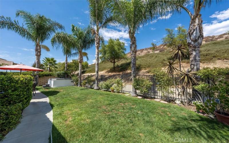 Grassy backyard with rod iron fence & palm trees.