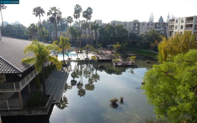 Pond Near Clubhouse