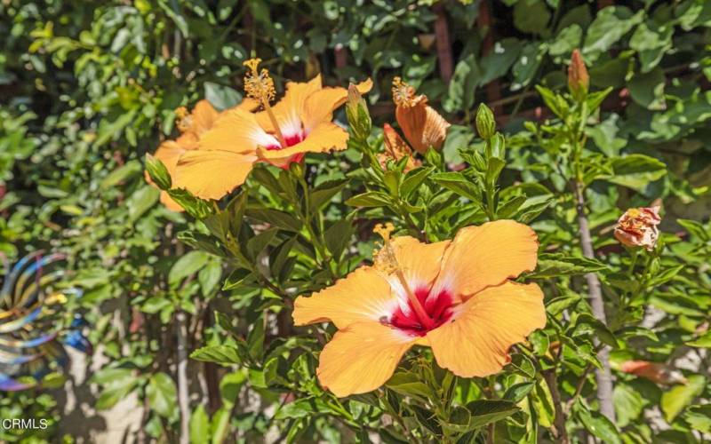 Hibiscus Blooms in the Yard