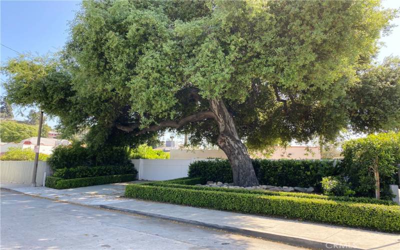 100 Year Old Oak Trees