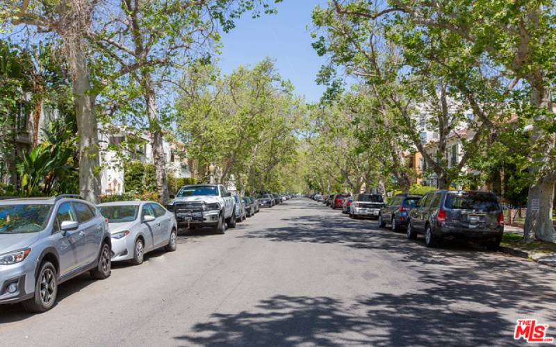 Beautiful Tree Lined Street