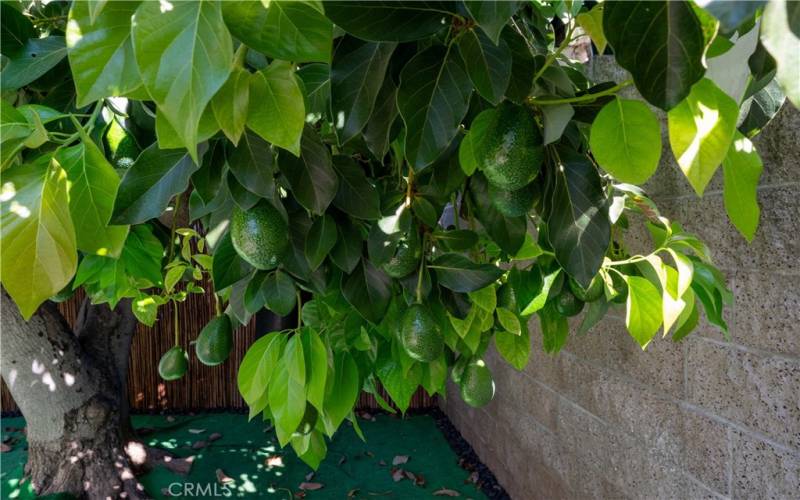 Fruit Tree