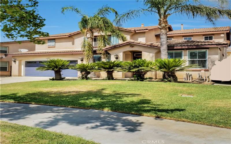 Front yard with Palm trees