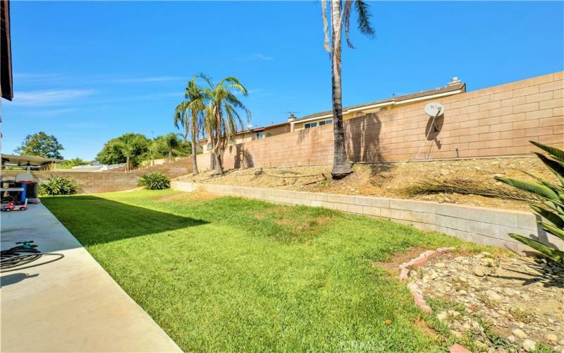 Backyard with Palm trees