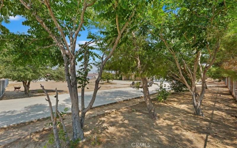 These trees are along the driveway to the right of the home.