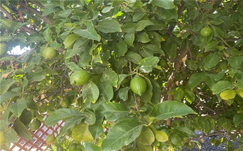 Lemon tree in backyard