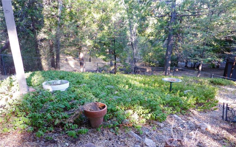 The back yard has natural vegetation growing.