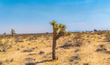 276 Covelo Avenue, Landers, California 92285, ,Land,Buy,276 Covelo Avenue,JT24190015