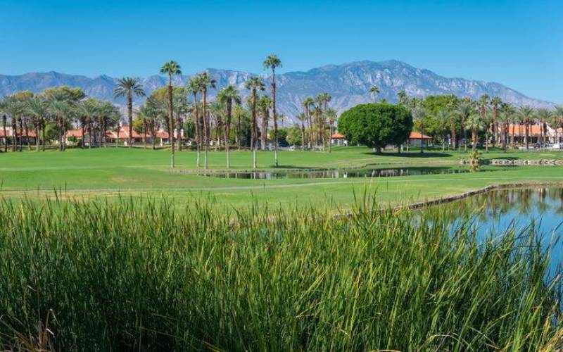 DFCC GROUNDS ~ Ball In the Reeds