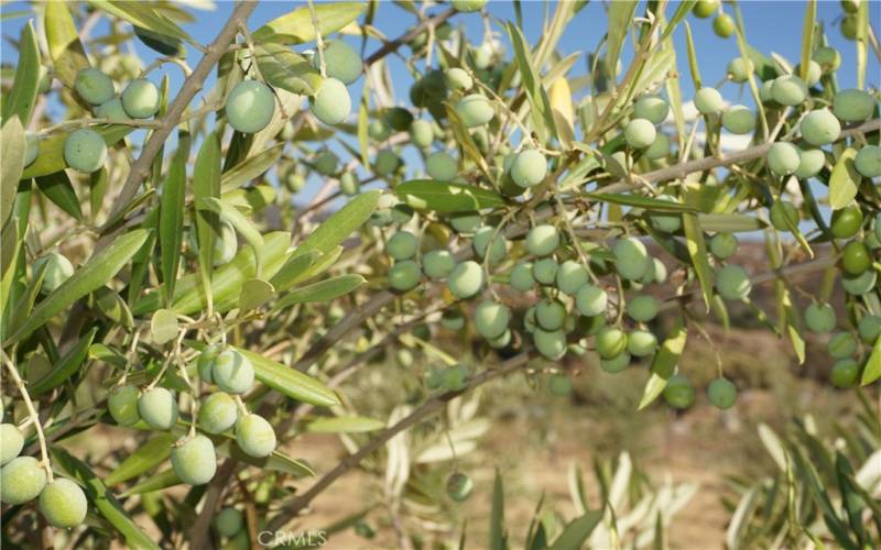 gorgeous olive grove