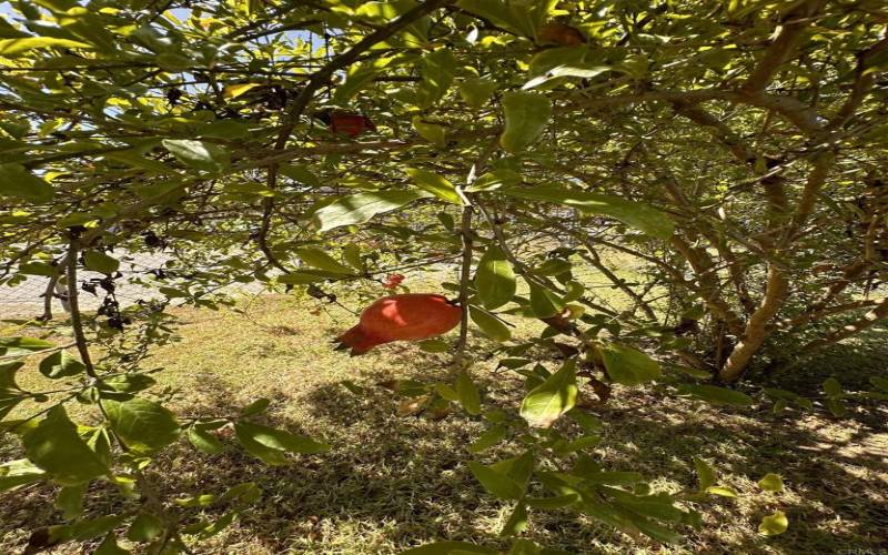 Fruit Trees/ Pomegranate