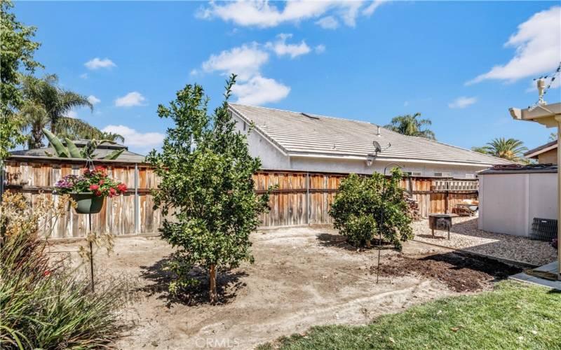 Fruit trees and shed