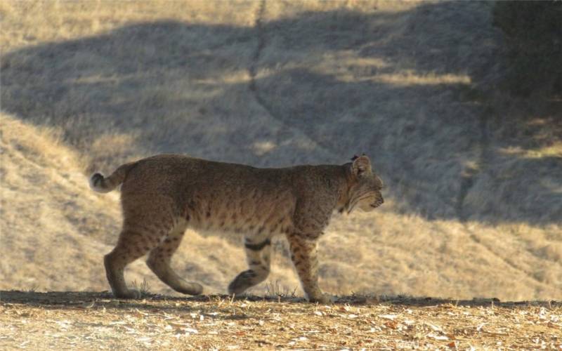 If your lucky you'll catch a glimpse of a bobcat while hiking the earl morning trails.