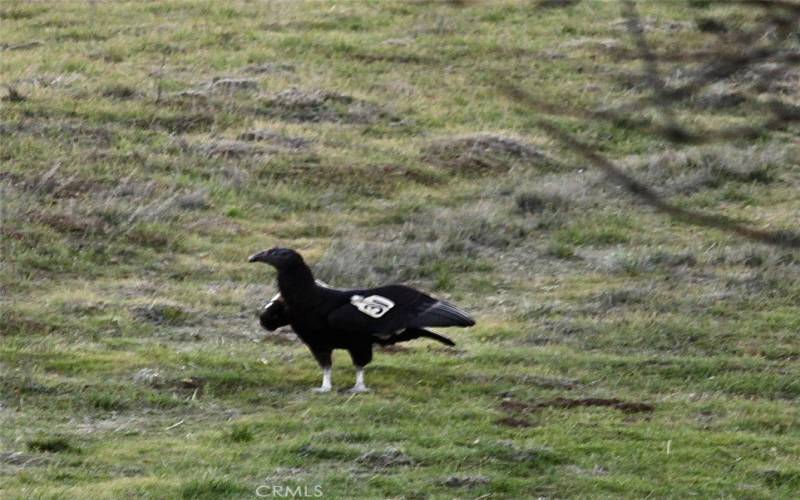 Tagged Condor