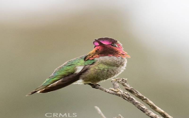 Bird lovers will love the hiking trails and meadows filled with so many different types of birds the meadows sing with their tunes.