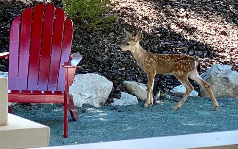 Love the spring time here with these precious babies just walking around