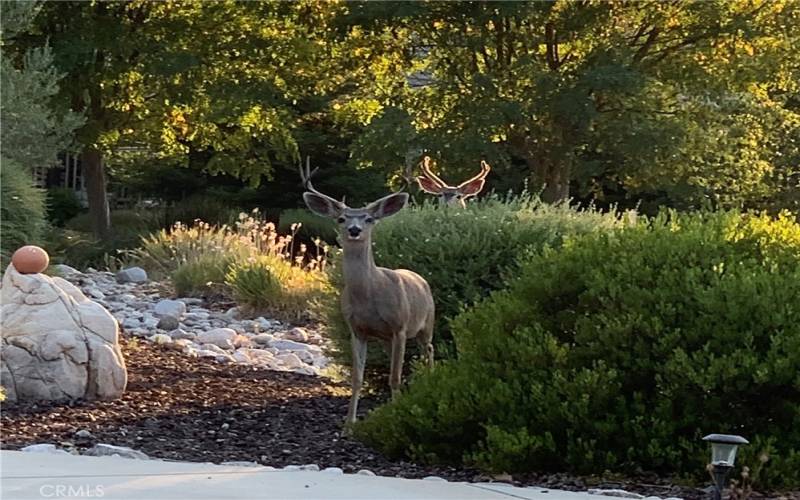 Almost like a statue but they're real meandering throughout our neighborhoods.