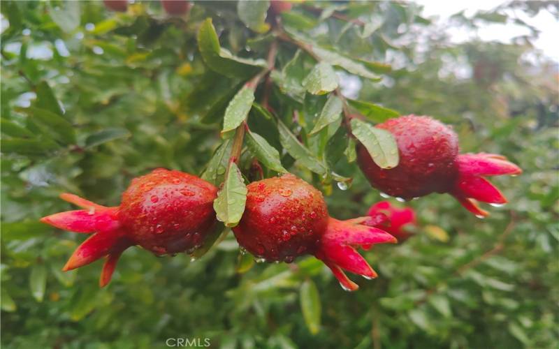 2 MATURE-SWEET POMEGRANTE TREES