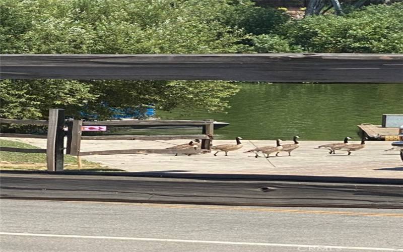 Ducks by the clubhouse