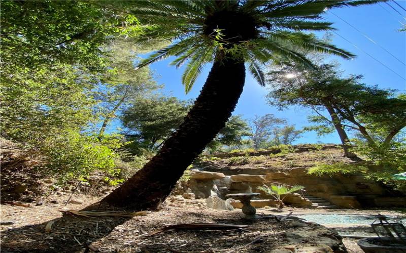 Mature palm tree