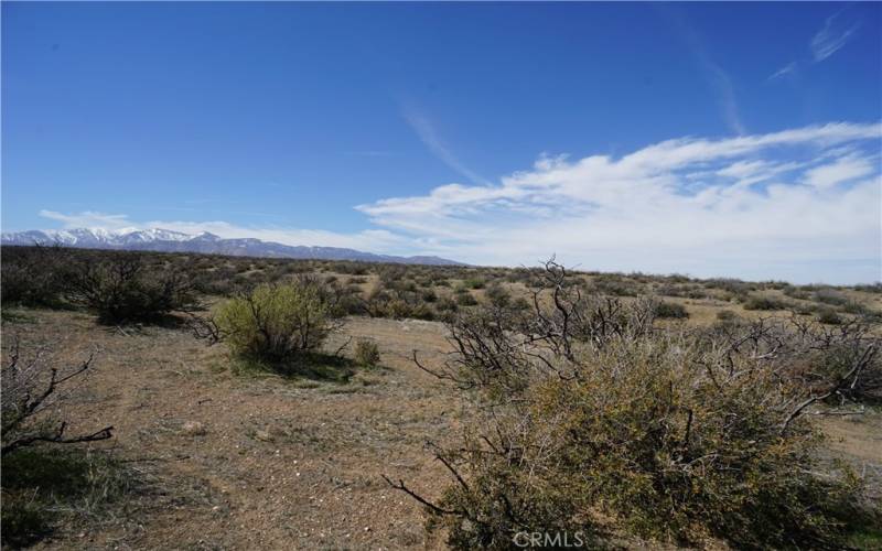 Looking West at the property on Shasta Road