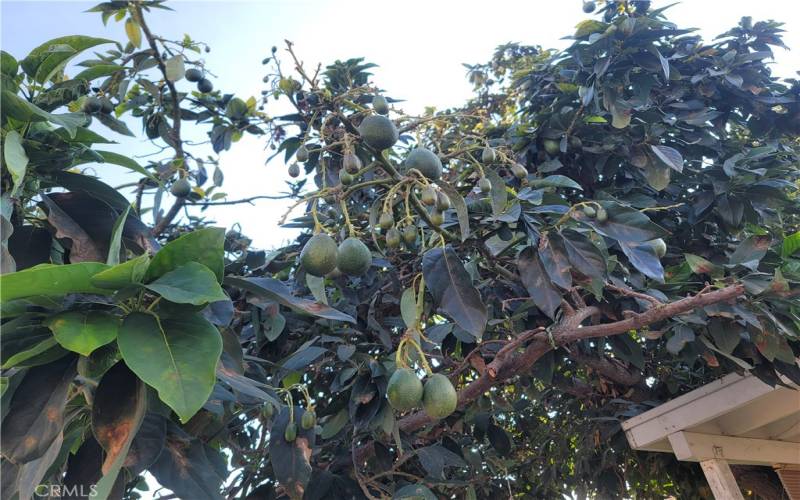 How many delicious avocados can you spot in the one branch?