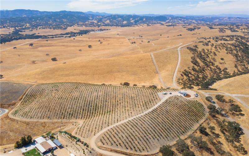 The vineyard sits perfectly on the top of the knoll allowing great exposure and views.