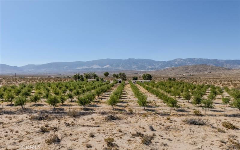 Aerial 3 Jujube trees