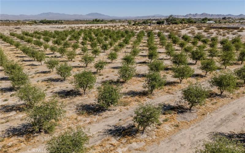 Jujube trees