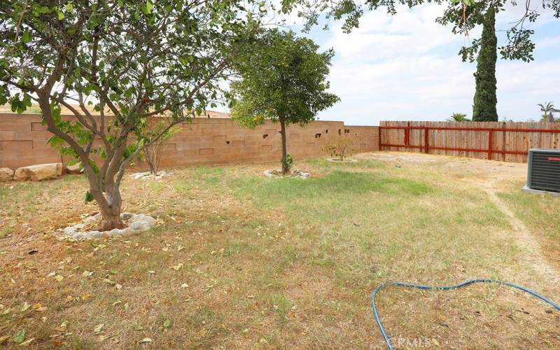 Mature fruit trees in private backyard