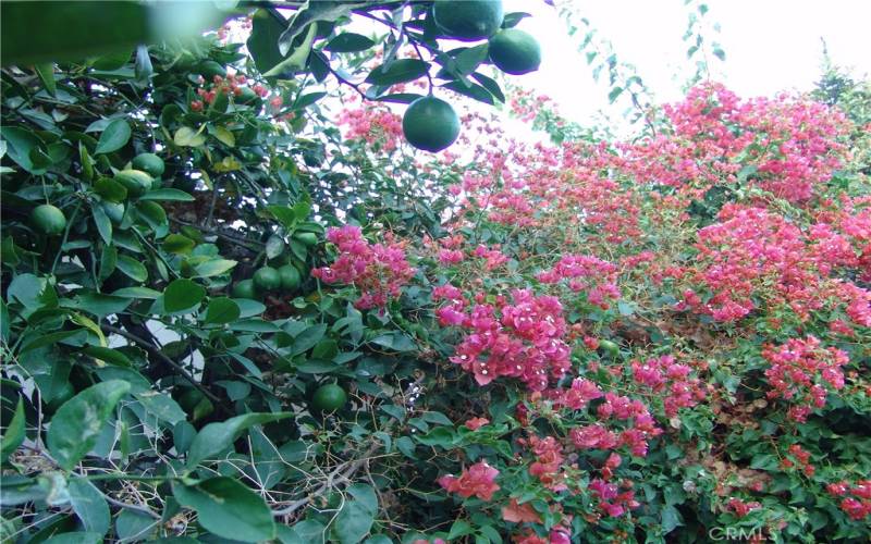 Lush greenery and flowers