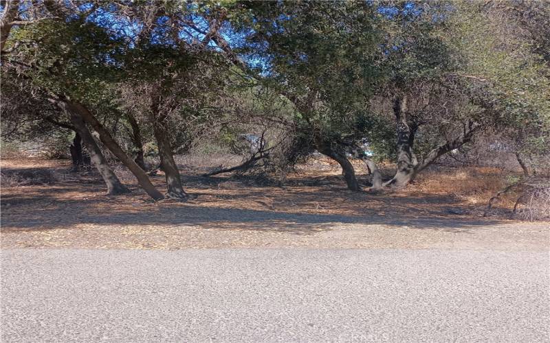 many small oak trees on the lots