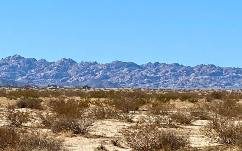 Desert Flower - a