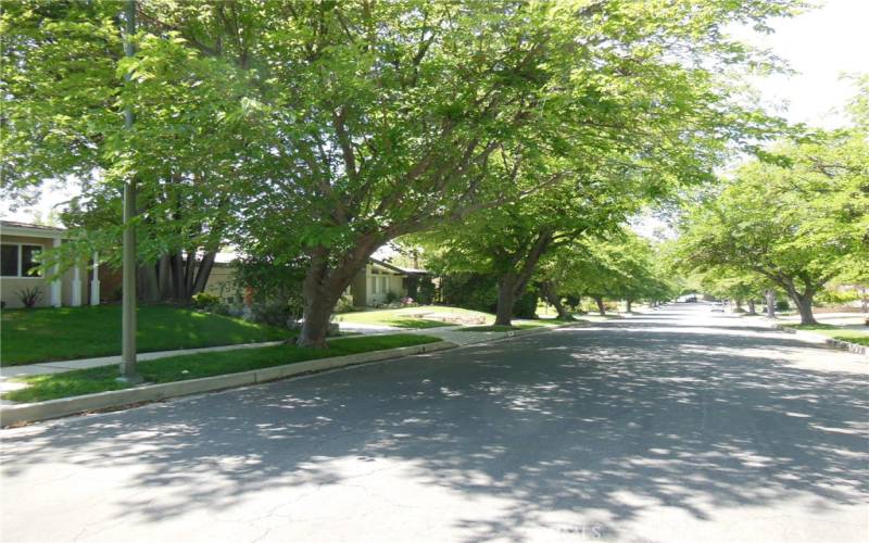 View of tree lined neighborhood street