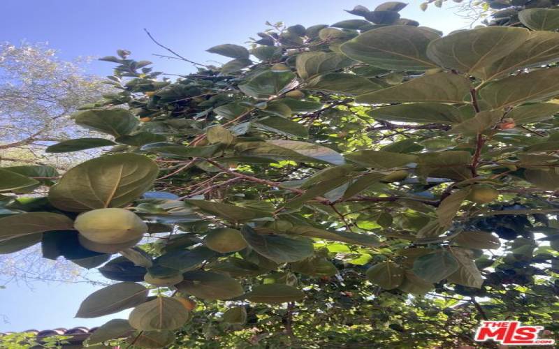 Persimmon, Lemon & Orange Trees