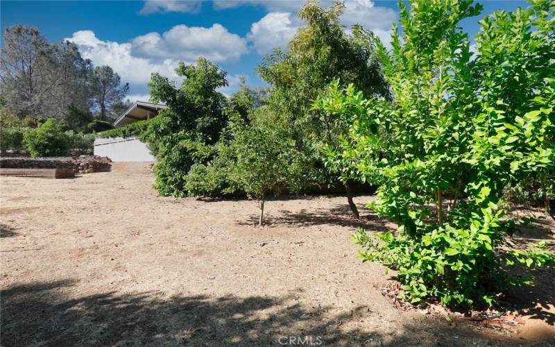 Backyard fruit trees.