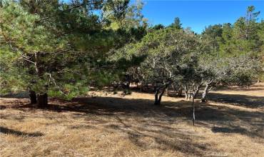 2080 Wales Road, Cambria, California 93428, ,Land,Buy,2080 Wales Road,SC24197655