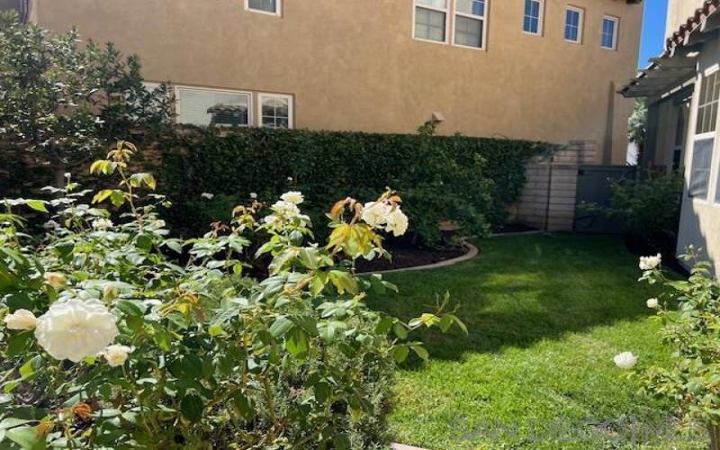 Side yard with roses and fruit trees.