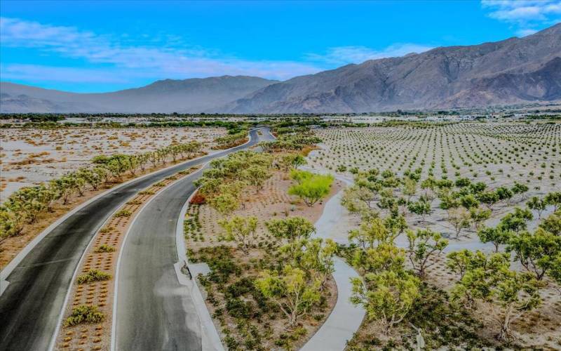 Olive Groves