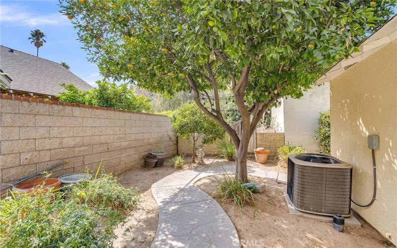 Side yard and meandering sidewalk with fruit trees and privacy block wall.