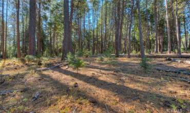 0 Fern Glenn Way, Magalia, California 95954, ,Land,Buy,0 Fern Glenn Way,SN24200606