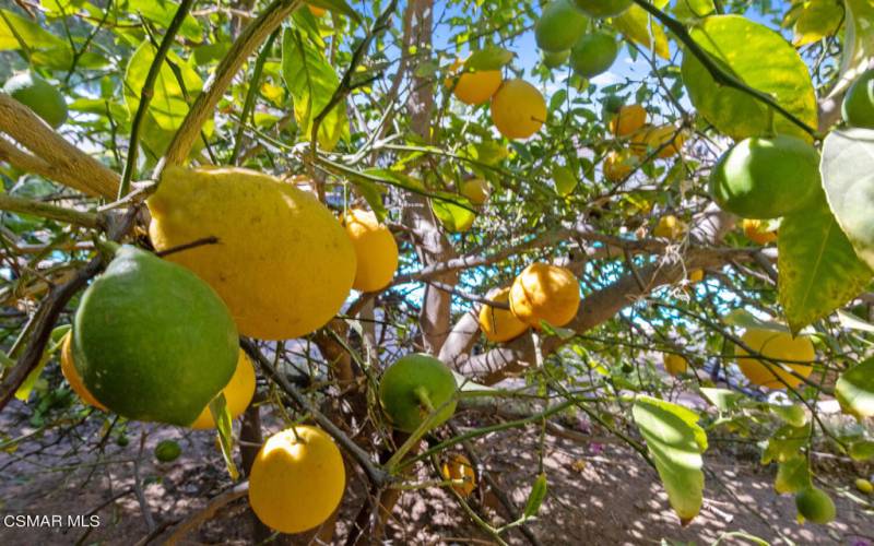 Lemon and Lime trees