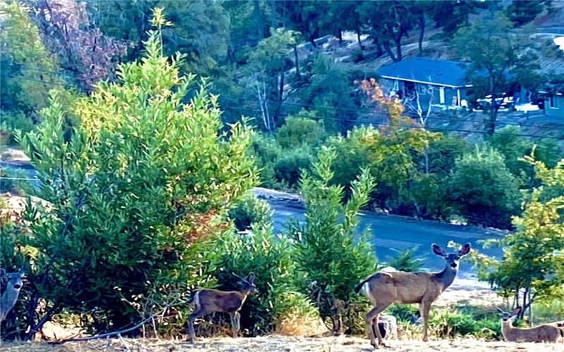 Neighborhood Deer Family