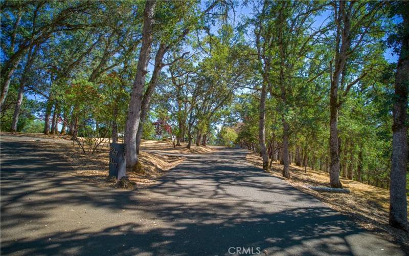 Beautiful tree lined drive leading to home